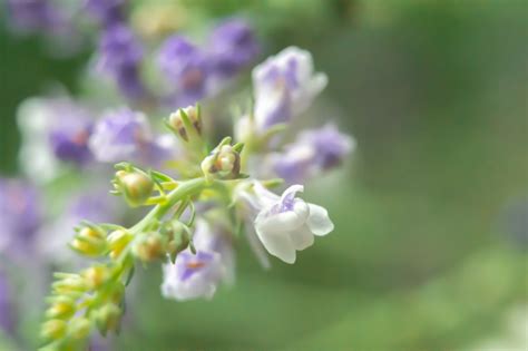 綠色蜜蠟功效|Lotas(C)蜜蠟的多種功效解析：蜜蠟的作用與益處探討 